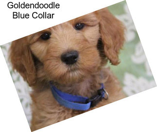 Goldendoodle Blue Collar