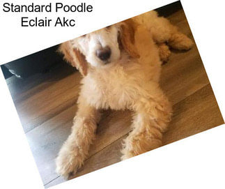 Standard Poodle Eclair Akc