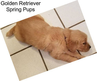 Golden Retriever Spring Pups