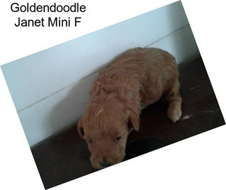 Goldendoodle Janet Mini F