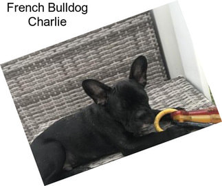 French Bulldog Charlie