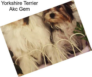 Yorkshire Terrier Akc Gem