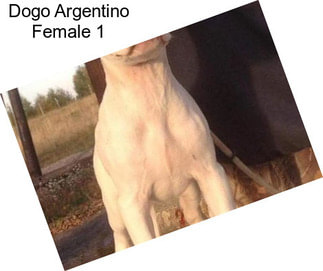 Dogo Argentino Female 1