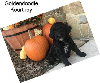 Goldendoodle Kourtney