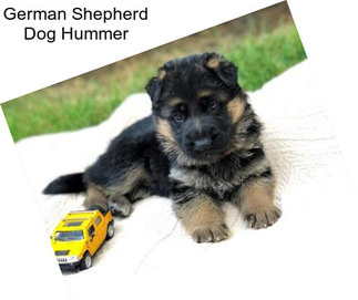 German Shepherd Dog Hummer