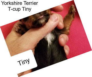 Yorkshire Terrier T-cup Tiny