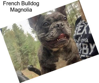 French Bulldog Magnolia