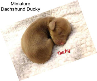 Miniature Dachshund Ducky