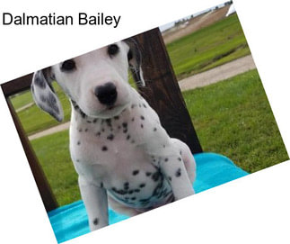 Dalmatian Bailey