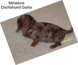 Miniature Dachshund Darby