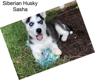 Siberian Husky Sasha