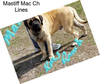 Mastiff Mac Ch Lines