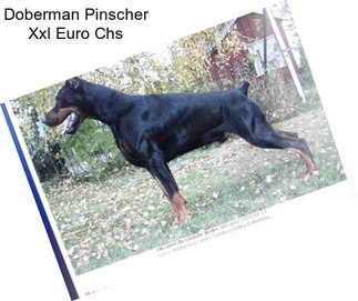 Doberman Pinscher Xxl Euro Chs