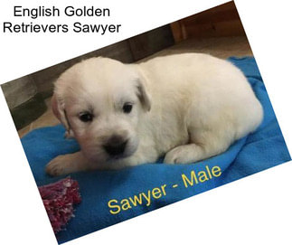 English Golden Retrievers Sawyer