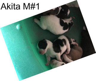 Akita M#1