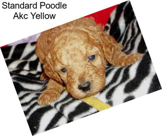 Standard Poodle Akc Yellow