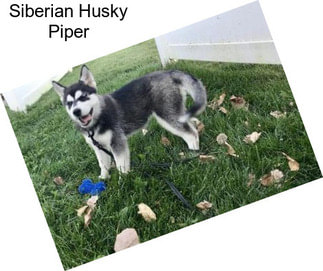 Siberian Husky Piper