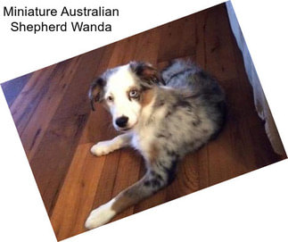 Miniature Australian Shepherd Wanda