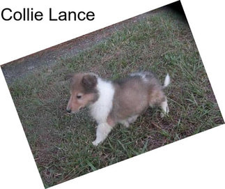 Collie Lance