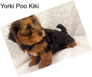 Yorki Poo Kiki