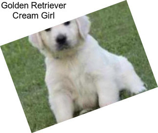 Golden Retriever Cream Girl