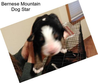 Bernese Mountain Dog Star