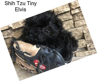 Shih Tzu Tiny Elvis