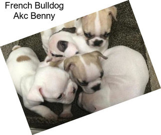 French Bulldog Akc Benny