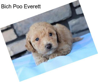 Bich Poo Everett