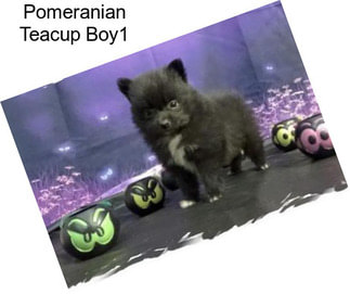 Pomeranian Teacup Boy1