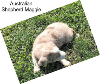 Australian Shepherd Maggie