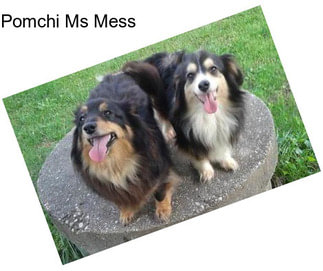 Pomchi Ms Mess