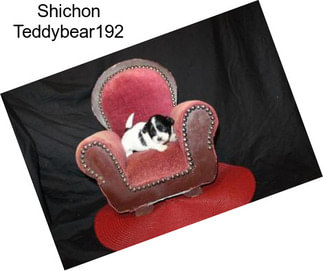 Shichon Teddybear192