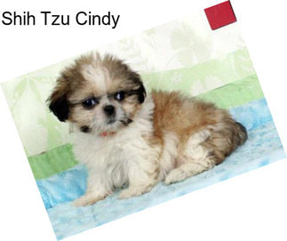 Shih Tzu Cindy