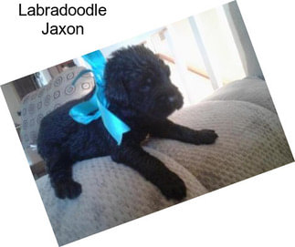 Labradoodle Jaxon