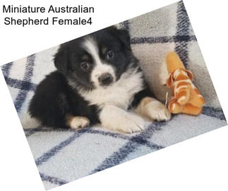 Miniature Australian Shepherd Female4