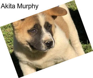 Akita Murphy