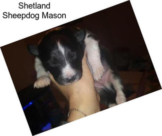 Shetland Sheepdog Mason