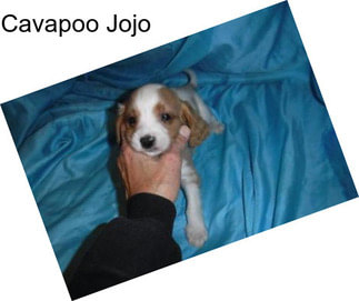 Cavapoo Jojo