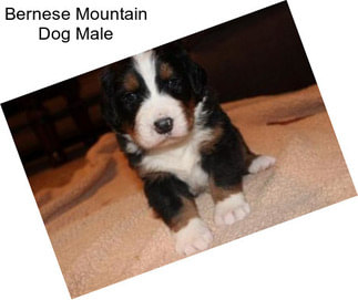 Bernese Mountain Dog Male