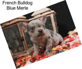 French Bulldog Blue Merle