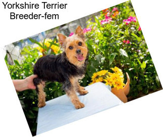 Yorkshire Terrier Breeder-fem