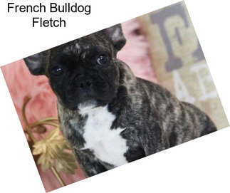 French Bulldog Fletch