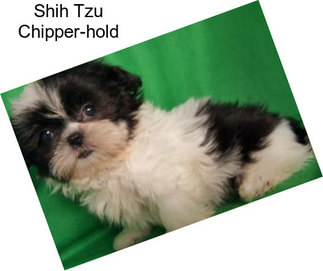 Shih Tzu Chipper-hold