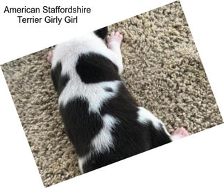American Staffordshire Terrier Girly Girl