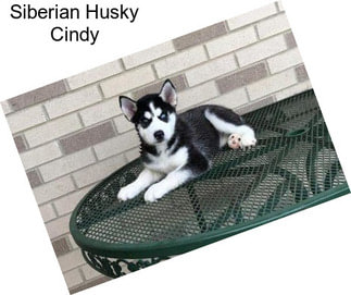 Siberian Husky Cindy