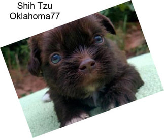 Shih Tzu Oklahoma77