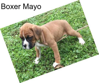 Boxer Mayo