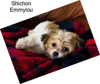 Shichon Emmylou