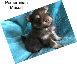 Pomeranian Mason